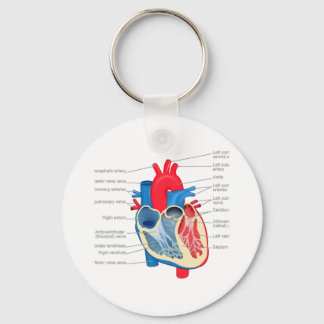 Heart_Anatomie Sleutelhanger