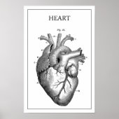 HEART ANATOMY  POSTER (Voorkant)
