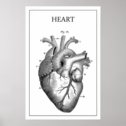 HEART ANATOMY  POSTER (Voorkant)