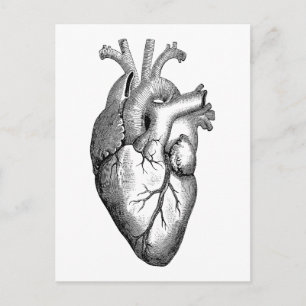 Heart Anatomy Science Briefkaart