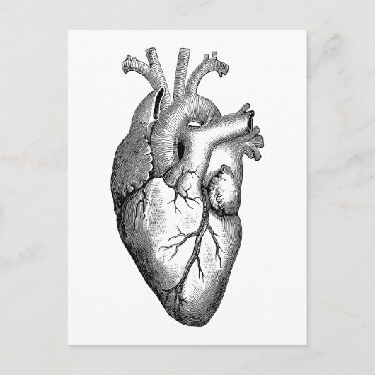 Heart Anatomy Science Briefkaart (Voorkant)