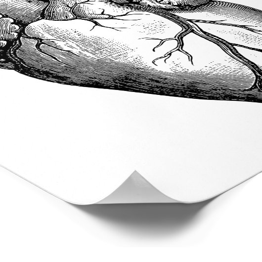 Heart Anatomy Science Poster (Hoek)