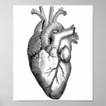 Heart Anatomy Science Poster<br><div class="desc">ontwerp</div>