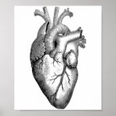 Heart Anatomy Science Poster (Voorkant)