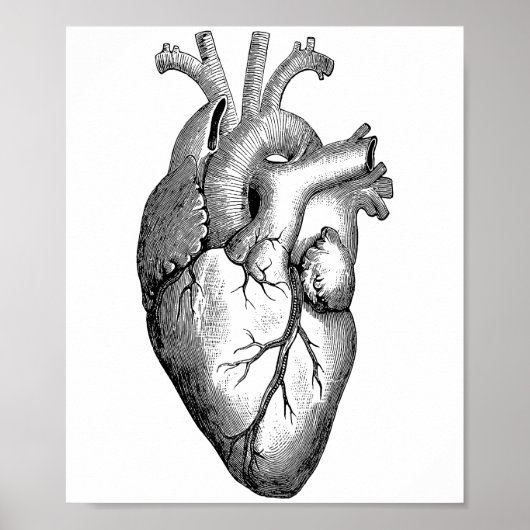 Heart Anatomy Science Poster (Voorkant)