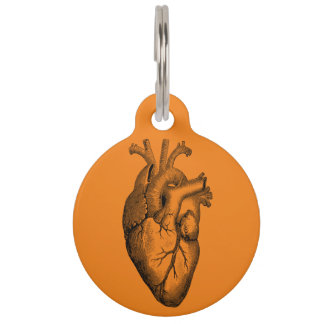 Heart Anatomy Science Sinaasappel Huisdierpenning