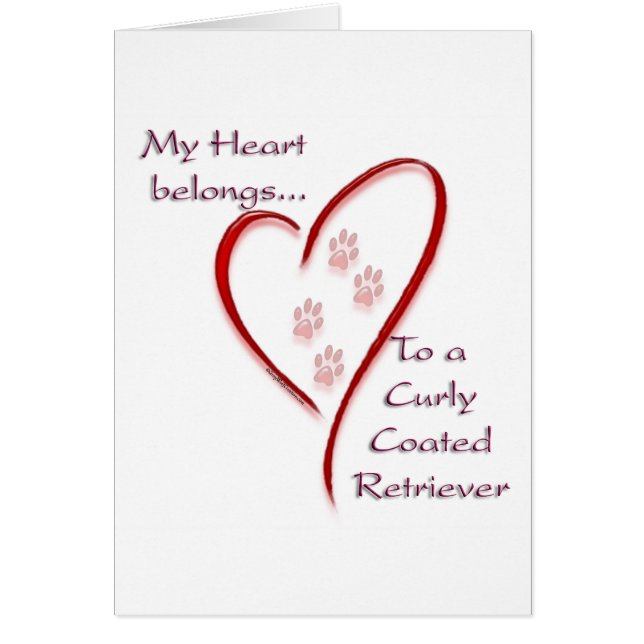 Heart behoort tot Curly-Coated Retriever (Voorkant)