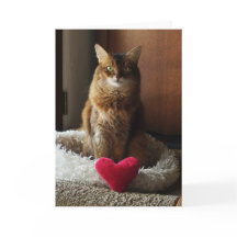 Heart Cat Somali Cat Valentijnsdag