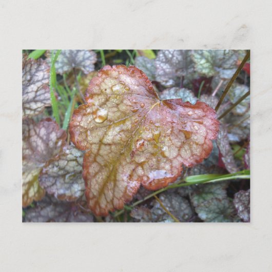 Heart Leaf Briefkaart (Voorkant)