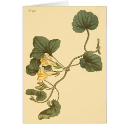 Heart-Leaved Snapdragon Botanische Illustratie