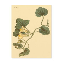 Heart-Leaved Snapdragon Botanische Illustratie