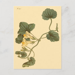 Heart-Leaved Snapdragon Botanische Illustratie Briefkaart