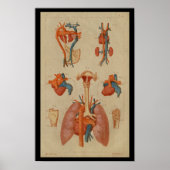 Heart Lungs  Human Anatomy Print (Voorkant)