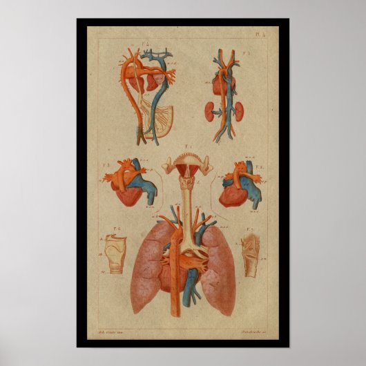 Heart Lungs  Human Anatomy Print (Voorkant)