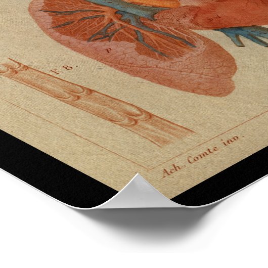 Heart Lungs  Human Anatomy Print (Hoek)