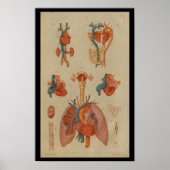 Heart Lungs  Human Anatomy Print (Voorkant)