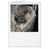 "Heart of San Pedro" — Screech Owl (Voorkant)