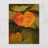 Heart Shaped Autumn Leaf Briefkaart (Voorkant)