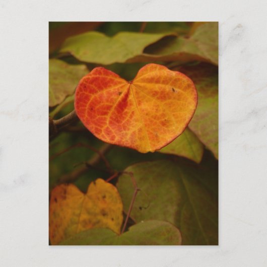 Heart Shaped Autumn Leaf Briefkaart (Voorkant)