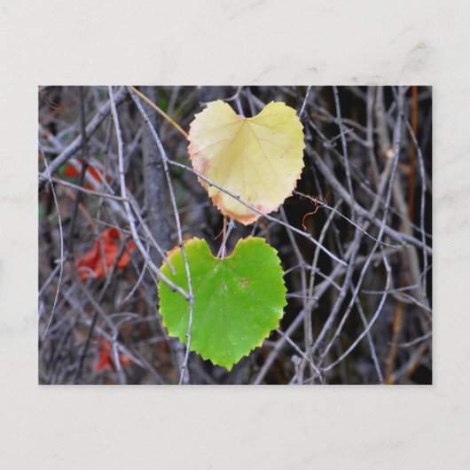 Heart Shaped Leaves Briefkaart (Voorkant)