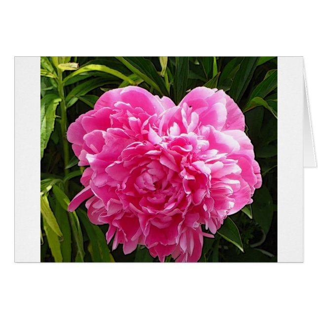 Heart Shaped Peony (Voorkant Horizontaal)