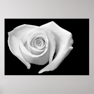 Heart Shaped Roos, zwart en wit Poster