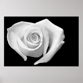 Heart Shaped Roos, zwart en wit Poster