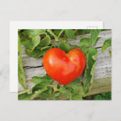 Heart Shaped Tomato Briefkaart (Voorkant / Achterkant)