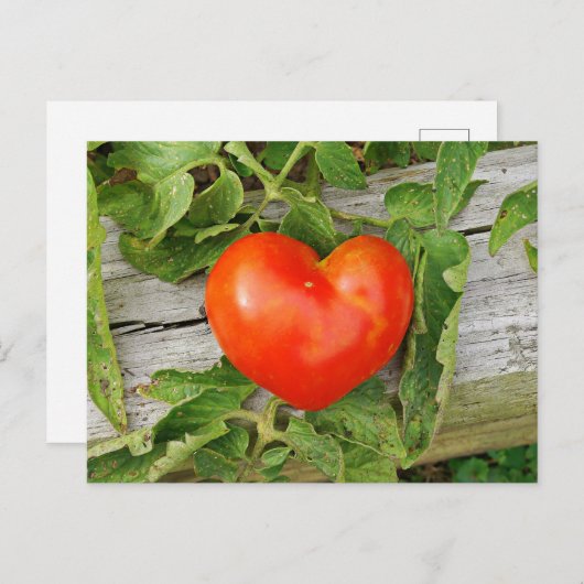 Heart Shaped Tomato Briefkaart (Voorkant / Achterkant)