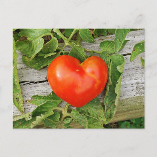 Heart Shaped Tomato Briefkaart (Voorkant)