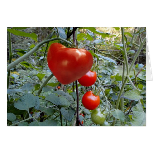 Heart Shaped Tomato, geen bericht (Voorkant Horizontaal)
