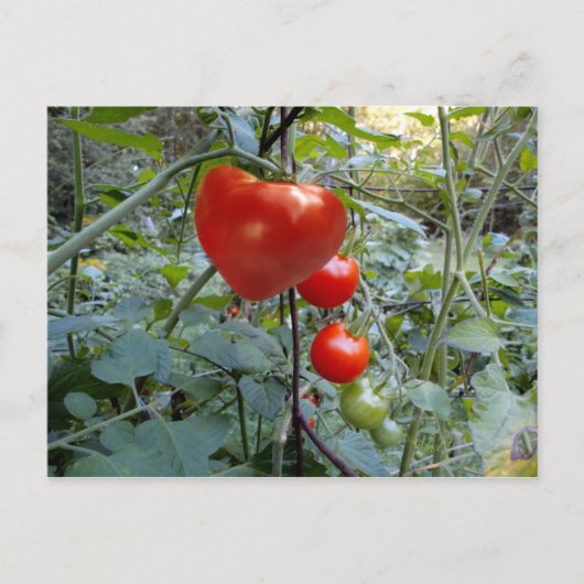 Heart Tomato Summer in New Hampshire Briefkaart (Voorkant)