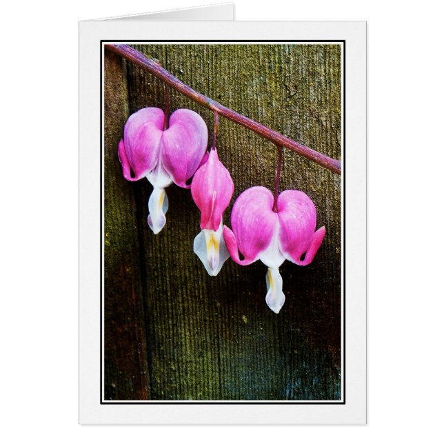 Hearts Bleed (Voorkant)