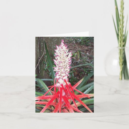 Hearts Of Flame Bromeliad Photo Folded Note Card Notitiekaartje (Voorkant)