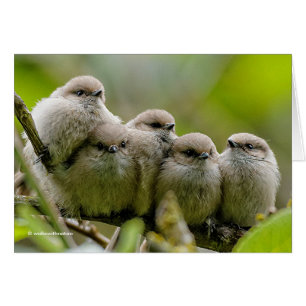 Heartwarming Cute Bushtits Songbird Family Foto