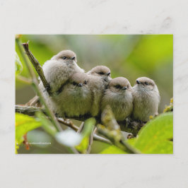 Heartwarming Cute Bushtits Songbird Family Foto Briefkaart