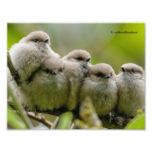 Heartwarming Cute Bushtits Songbird Family Foto Foto Afdruk
