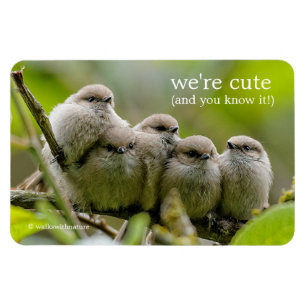 Heartwarming Cute Bushtits Songbird Family Foto Magneet