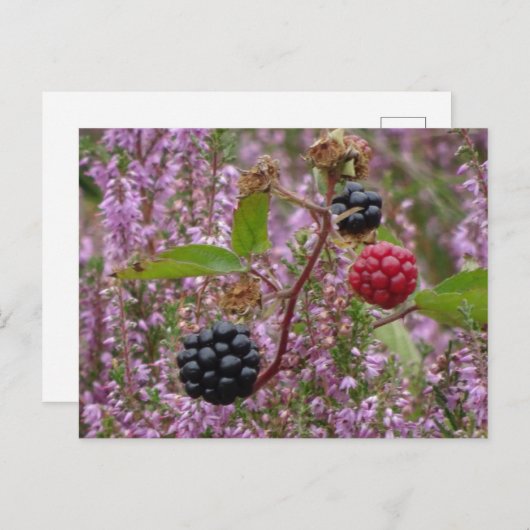 Heath & Blackberries DIY Briefkaart (Voorkant / Achterkant)