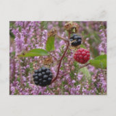 Heath & Blackberries DIY Briefkaart (Voorkant)