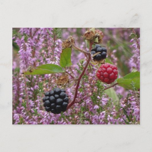 Heath & Blackberries DIY Briefkaart (Voorkant)