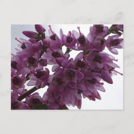 Heath Flowers Sluit DIY Briefkaart aan (Voorkant)