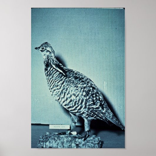 Heath Hen Poster (Voorkant)