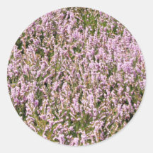 Heather Flowers Mooi Uitzicht