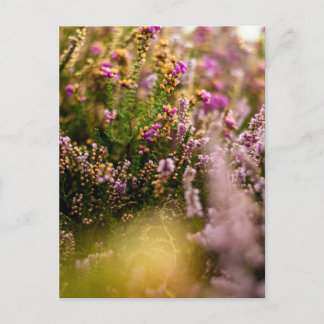 Heather Grouse Briefkaart Bloemen Natuur Herfst Ve