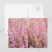 Heather in Horsham, Sussex, Engeland Briefkaart (Voorkant / Achterkant)