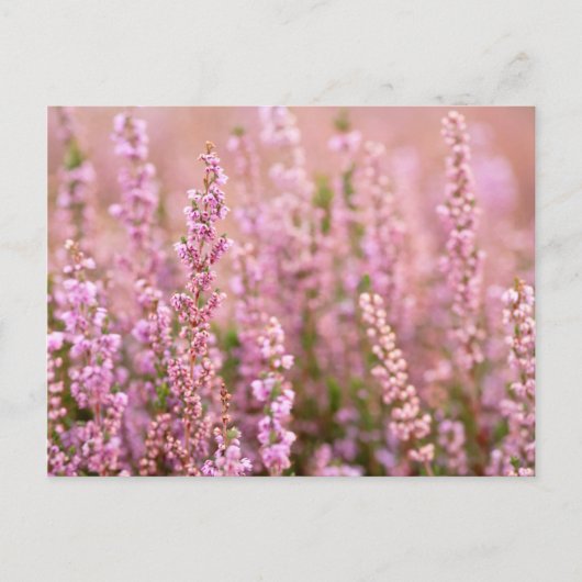 Heather in Horsham, Sussex, Engeland Briefkaart (Voorkant)