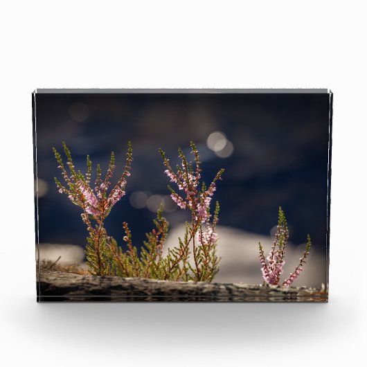 Heather Natuur Foto (Voorkant)