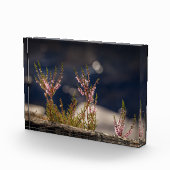 Heather Natuur Foto (Rechts)
