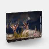 Heather Natuur Foto (Links)